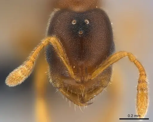 Prionopelta seychelles - CASENT0160375