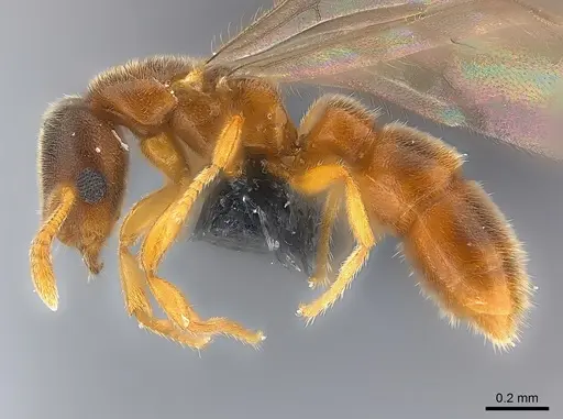 Prionopelta seychelles - CASENT0160375