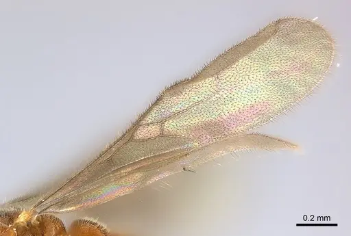 Prionopelta seychelles - CASENT0160375