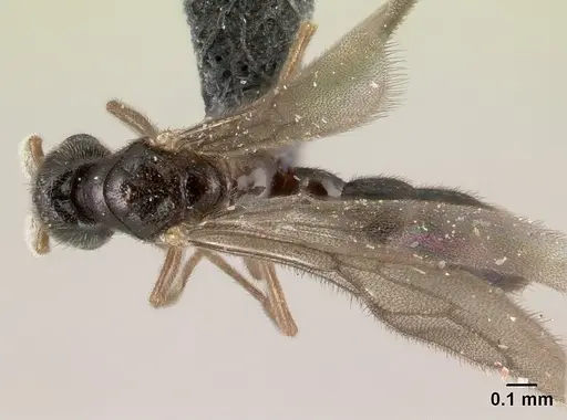 Prionopelta seychelles - CASENT0160800