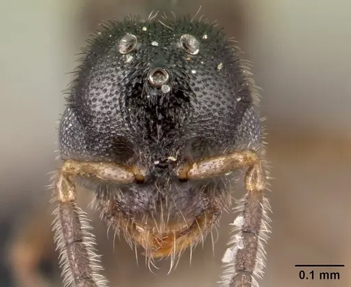 Prionopelta seychelles - CASENT0160800