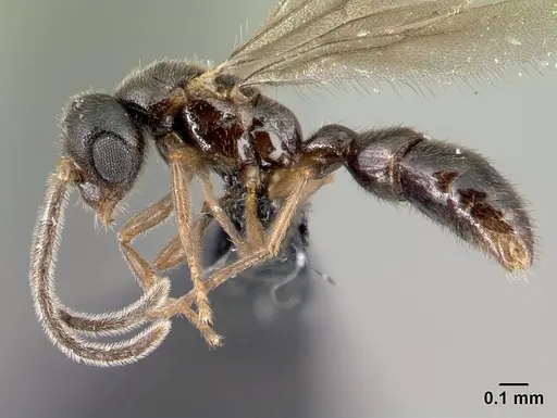 Prionopelta seychelles - CASENT0160800