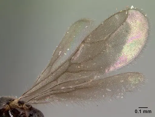 Prionopelta seychelles - CASENT0160800