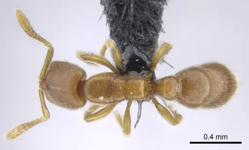 Prionopelta seychelles - CASENT0161311