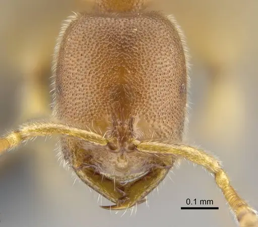 Prionopelta seychelles - CASENT0161311