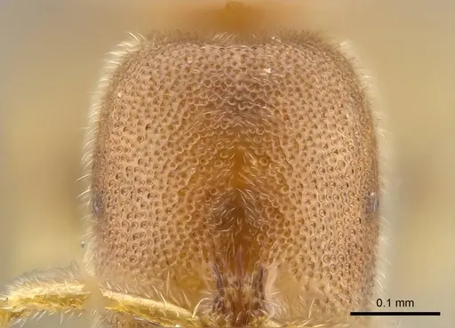 Prionopelta seychelles - CASENT0161311