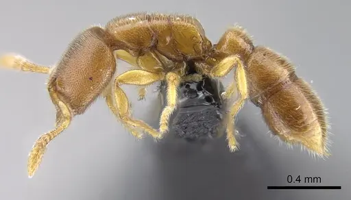 Prionopelta seychelles - CASENT0161311