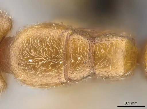 Prionopelta seychelles - CASENT0161319