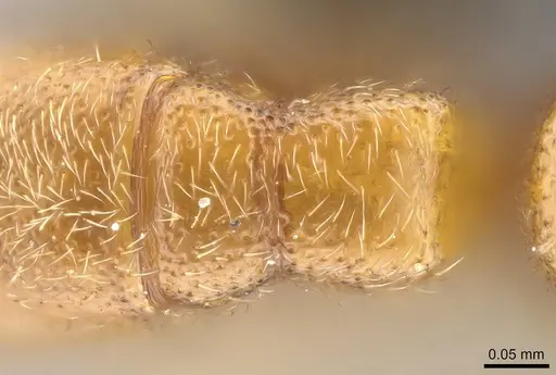 Prionopelta seychelles - CASENT0161319