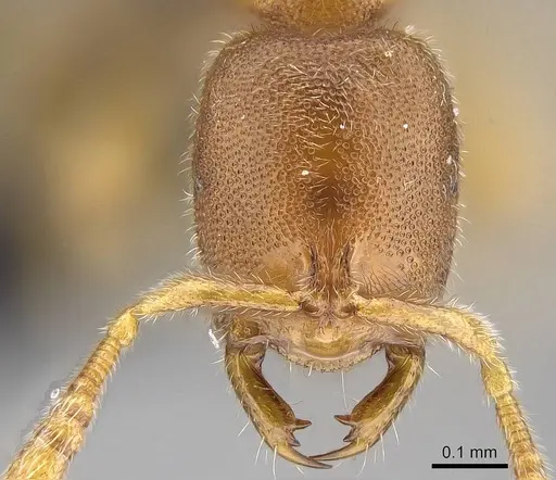 Prionopelta seychelles - CASENT0161319