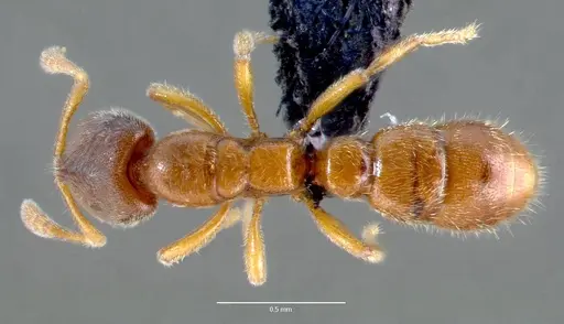 Prionopelta subtilis specimen