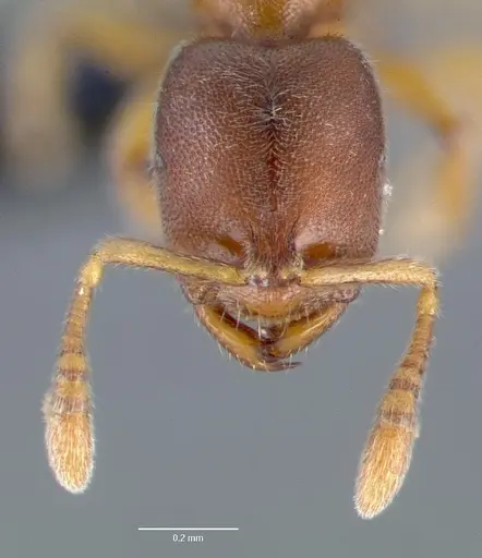 Prionopelta subtilis specimen