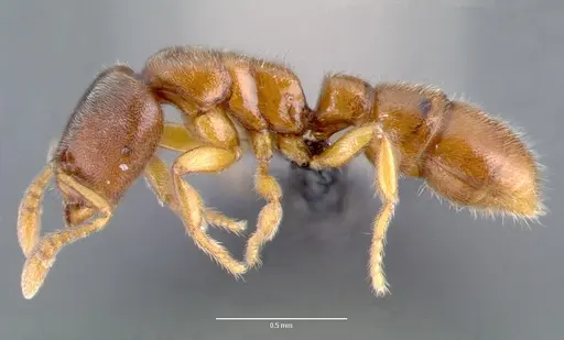 Prionopelta subtilis specimen