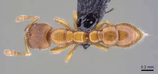 Prionopelta subtilis - CASENT0033641