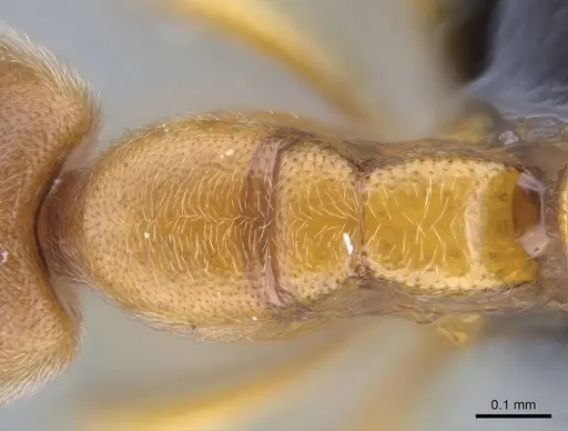 Prionopelta subtilis - CASENT0033641