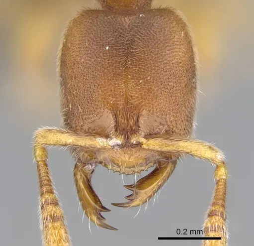 Prionopelta subtilis - CASENT0033641