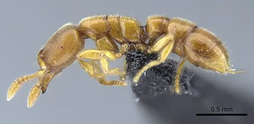 Prionopelta subtilis - CASENT0033641