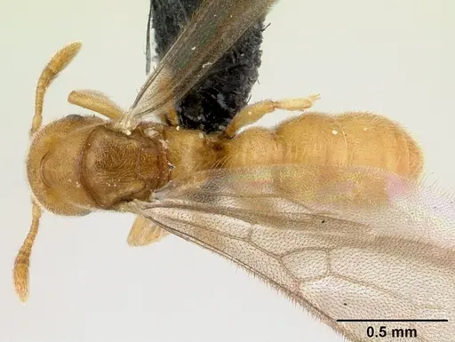 Prionopelta subtilis - CASENT0048748