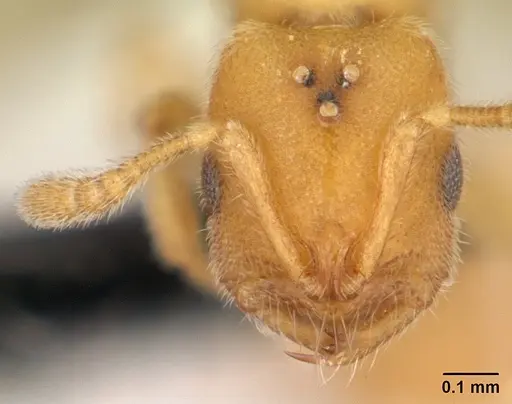 Prionopelta subtilis - CASENT0048748