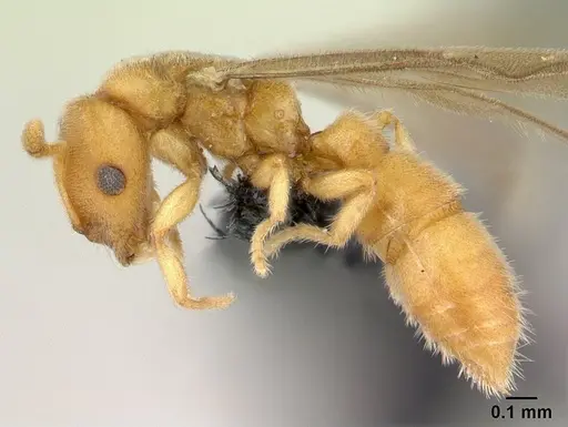 Prionopelta subtilis - CASENT0048748