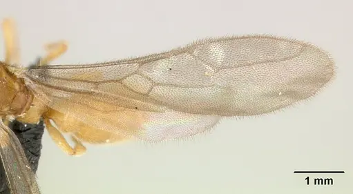 Prionopelta subtilis - CASENT0048748