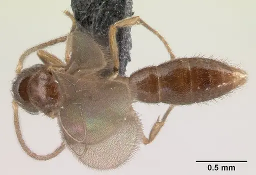 Prionopelta subtilis - CASENT0049809