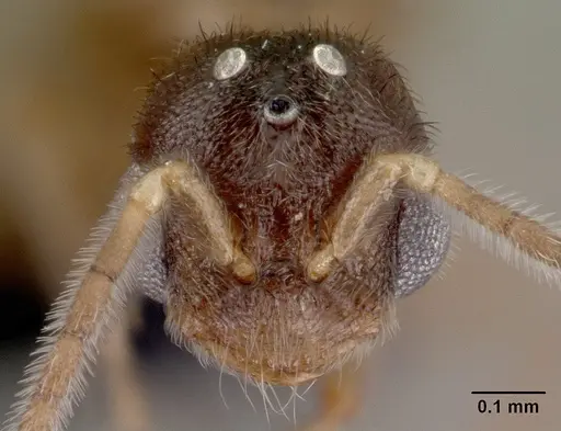 Prionopelta subtilis - CASENT0049809