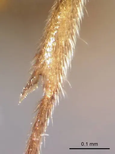 Prionopelta subtilis - CASENT0049809