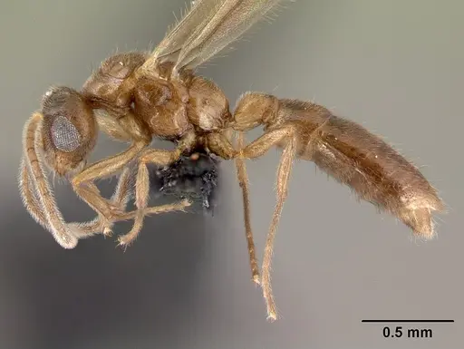 Prionopelta subtilis - CASENT0049809