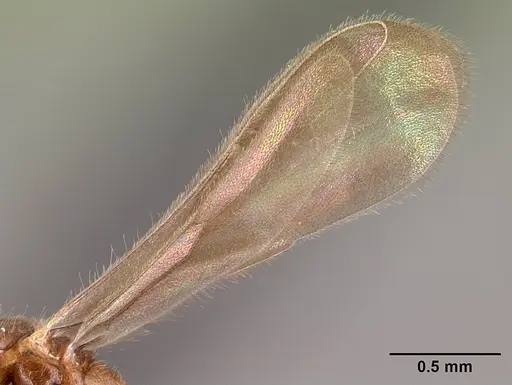 Prionopelta subtilis - CASENT0049809