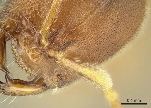 Prionopelta subtilis - CASENT0151601