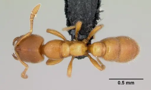 Prionopelta subtilis - CASENT0494610