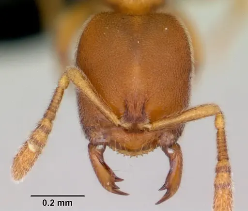 Prionopelta subtilis - CASENT0494610