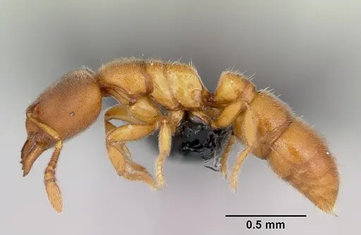 Prionopelta subtilis - CASENT0494610