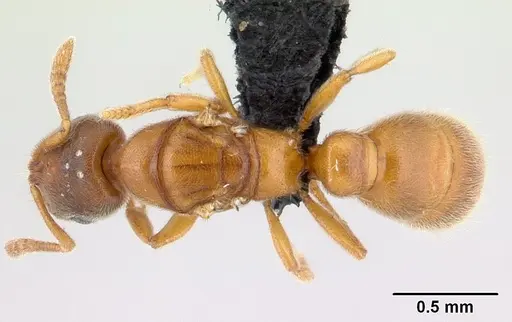 Prionopelta subtilis - CASENT0496839