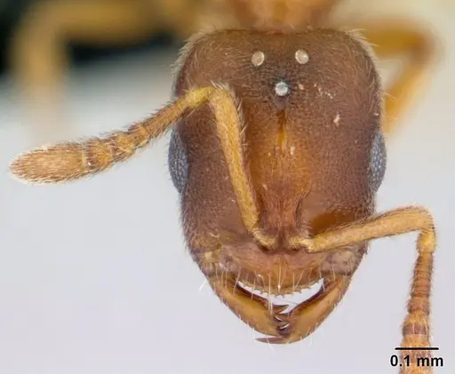 Prionopelta subtilis - CASENT0496839