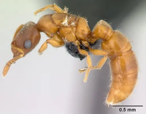 Prionopelta subtilis - CASENT0496839