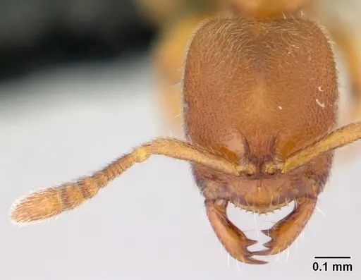 Prionopelta subtilis - CASENT0496840