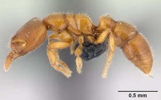 Prionopelta subtilis - CASENT0496840