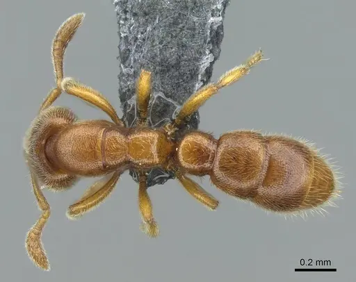 Prionopelta subtilis - CASENT0840863