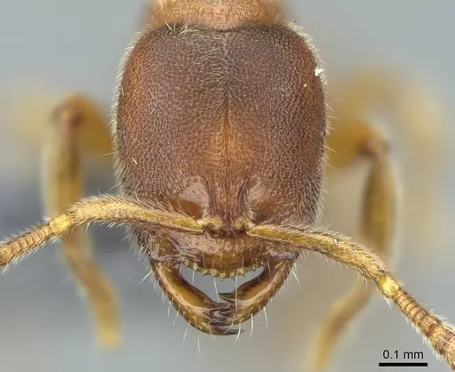 Prionopelta subtilis - CASENT0840863