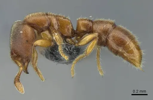 Prionopelta subtilis - CASENT0840863