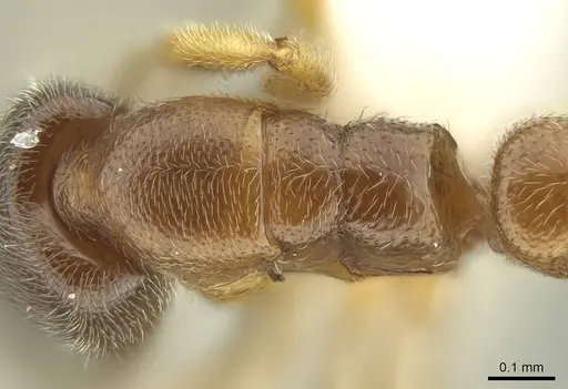 Prionopelta talos specimen