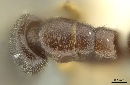 Prionopelta talos specimen