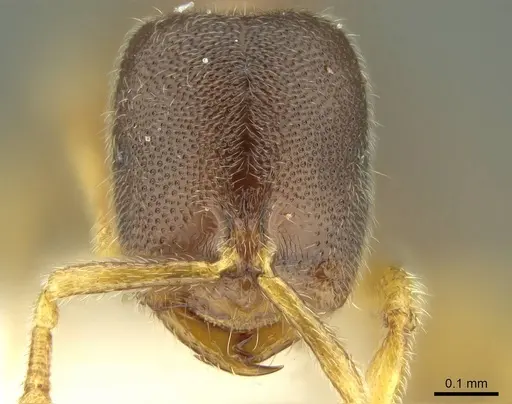 Prionopelta talos specimen