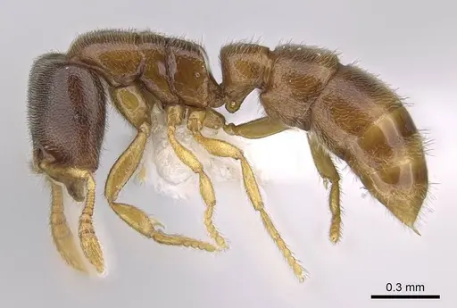 Prionopelta talos - CASENT0009472