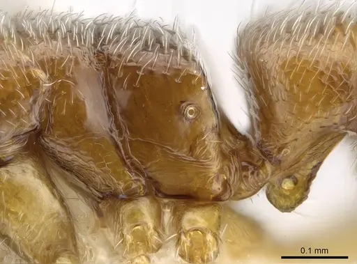 Prionopelta talos - CASENT0009472