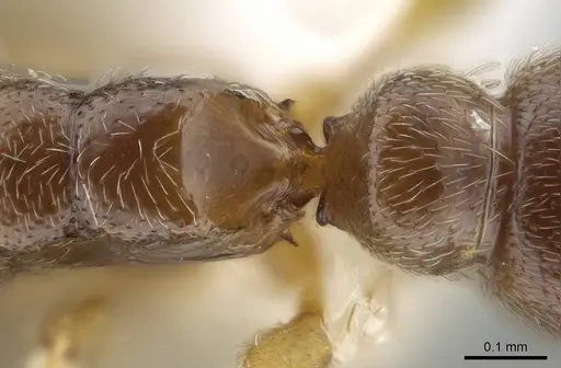 Prionopelta talos - CASENT0009473