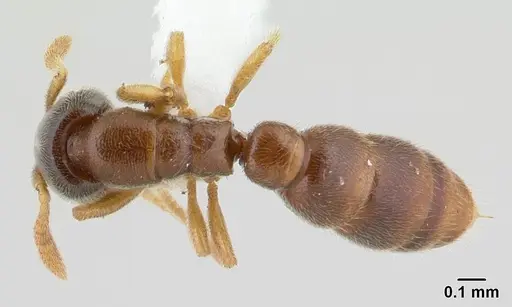 Prionopelta talos - CASENT0191885