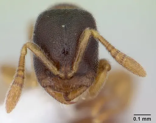 Prionopelta talos - CASENT0191885